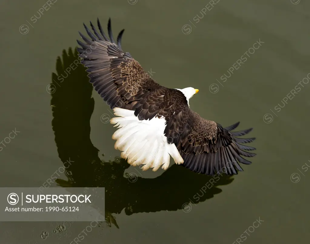 Bald Eagle, Haliaeetus leucocephalus, flying low on water surface around Prince Rupert, Canada