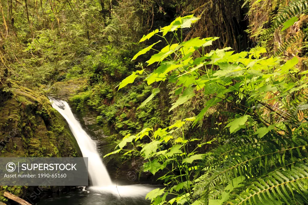 The spring run_off flows over Goldstream Falls in Goldstream Provincial Park on Vancouver Island, Canada.