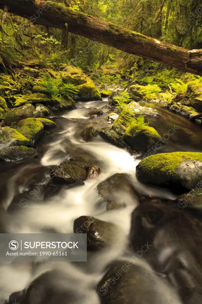 The spring run_off flows through a lush temperate forest below Goldstream Falls in Goldstream Provincial Park on Vancouver Island, Canada.