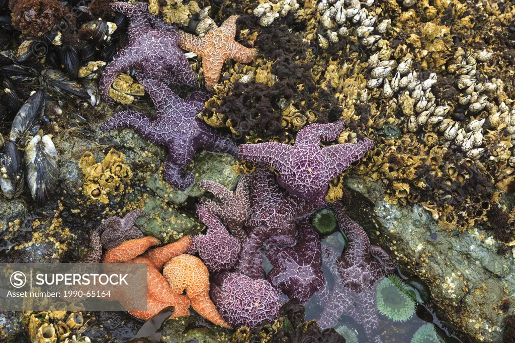 A cluster of Purple/Ochre Stars Pisaster ochraceus and Giant Green AnemoneAnthopleura xanthogrammica cling to the rocks at low tide on Whalers Islet,C...