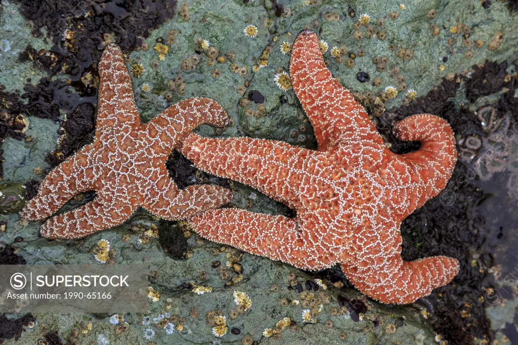 Two Purple/Ochre Stars Pisaster ochraceus cling to the rocks at low tide on Whalers Islet, Clayoquot Sound British Columbia, Canada.