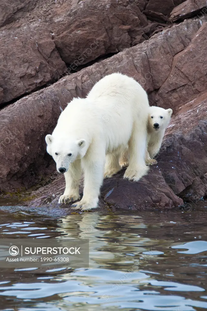 Mother polar bear Ursus maritimus and yearling cub, Svalbard Archipelago, Norwegian Arctic