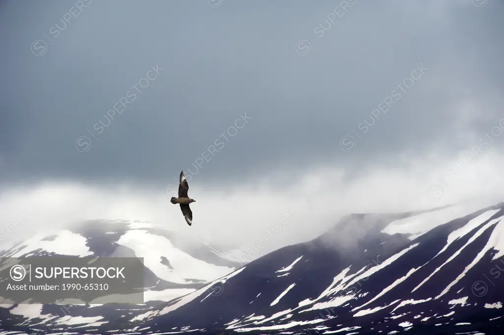 Great skua Stercorarius skua, Svalbard Archipelago, Norwegian Arctic