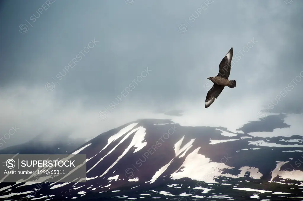 Great skua Stercorarius skua, Svalbard Archipelago, Norwegian Arctic