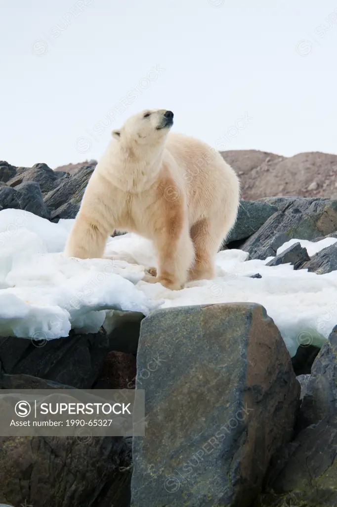 Landlocked polar bear Ursus maritimus, Svalbard Archipelago, Norwegian Arctic