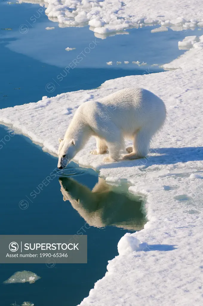 Polar bear Ursus maritimus on pack ice, Svalbard Archipelago, Norwegian Arctic
