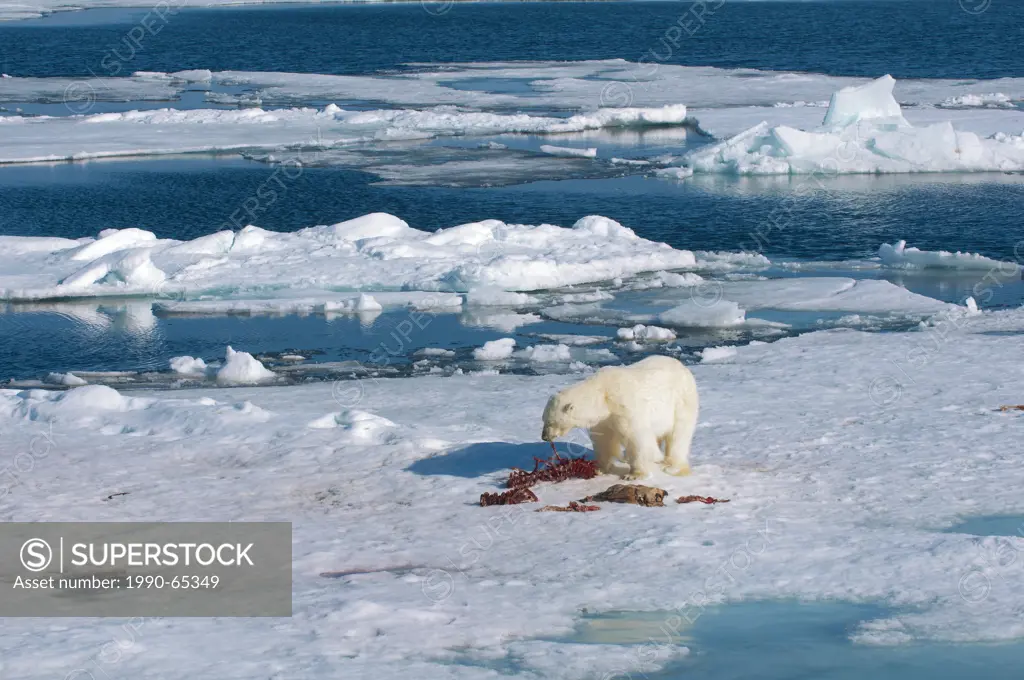 Adult polar bear Ursus maritimus feeding on the remains of a bearded seal kill, Svalbard Archipelago, Norwegian Arctic