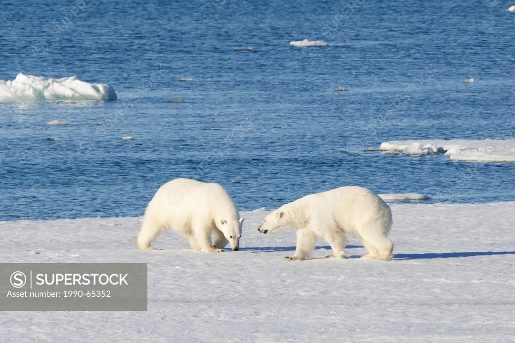 Adult polar bears Ursus maritimus interacting, Svabard Archipelago, Norwegian Arctic