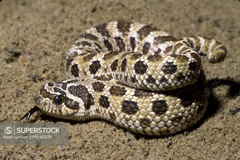 Western hognose snake Heterodon nasicus, prairie grasslands, southern Alberta, Canada