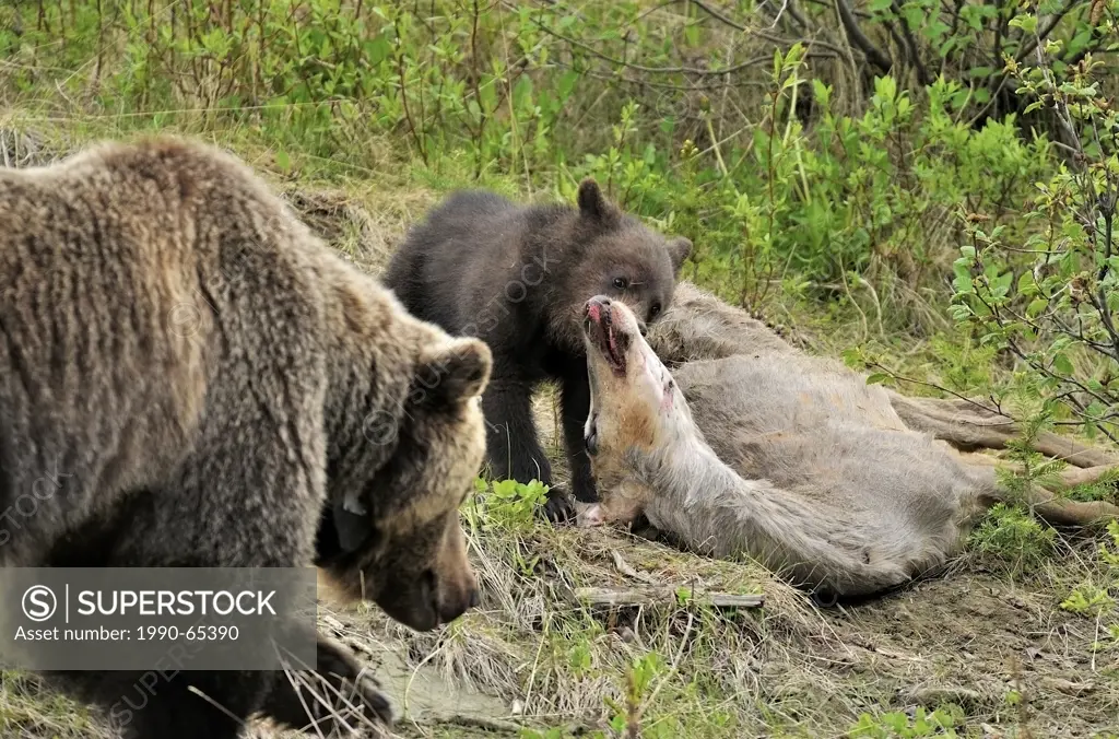 A wild baby grizzly bear feeding on deer carcass