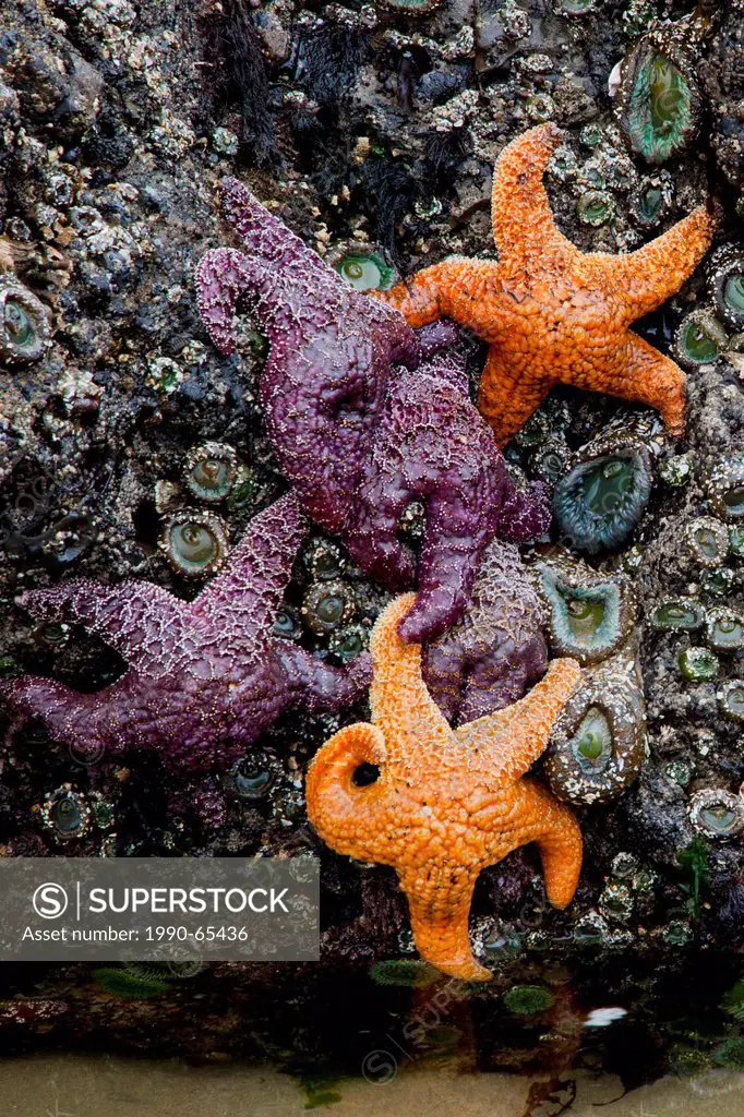 Pisaster ochraceus, also known as the purple sea star, ochre sea star or ochre starfish. A common starfish found in the Pacific Ocean. Cannon Beach, O...