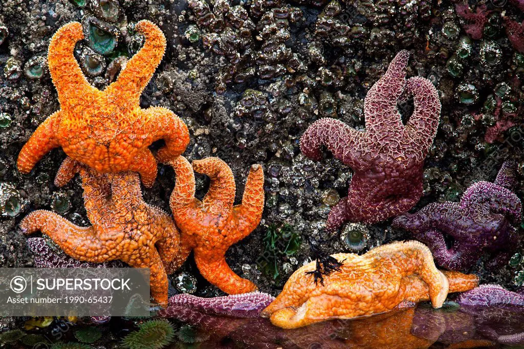 Pisaster ochraceus, also known as the purple sea star, ochre sea star or ochre starfish. A common starfish found in the Pacific Ocean. Cannon Beach, O...