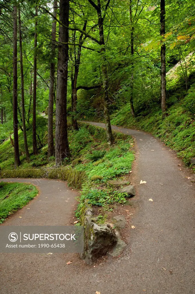 A walking trail in the forests of the Columbia River Gorge, Oregon, USA.