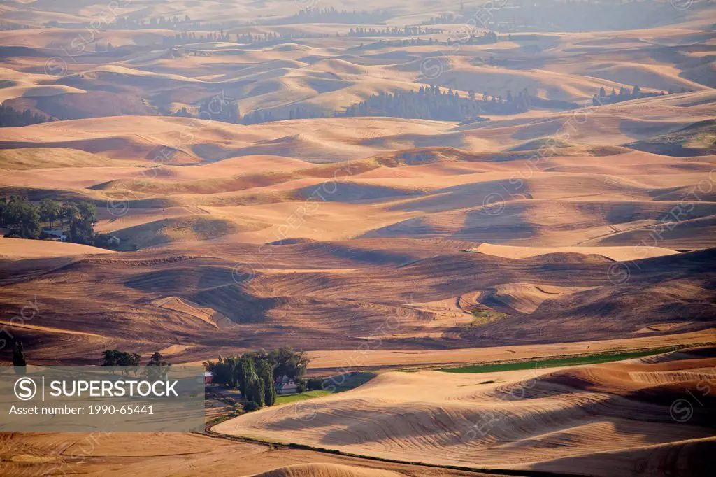 Fields in late summer in the Palouse region of eastern Washington State, USA.