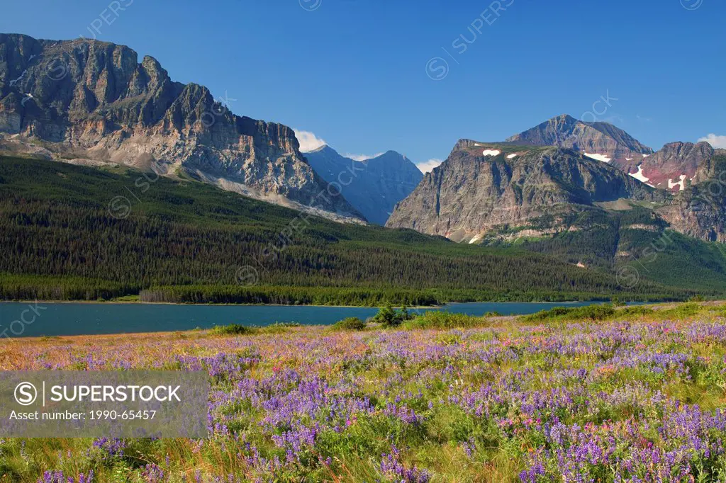 Wildflowers on the shore of Lake Sherburne in Glacier National Park, Montana, USA.