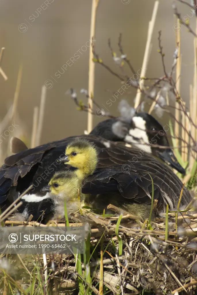 Canada Goose on her nest with 2 recently hatched chicks near Muskoka, Ontario