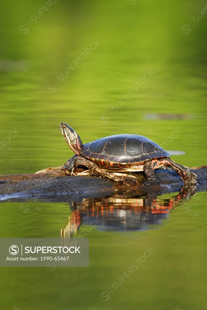 Painted Turtle sunning on a log in Muskoka, Ontario