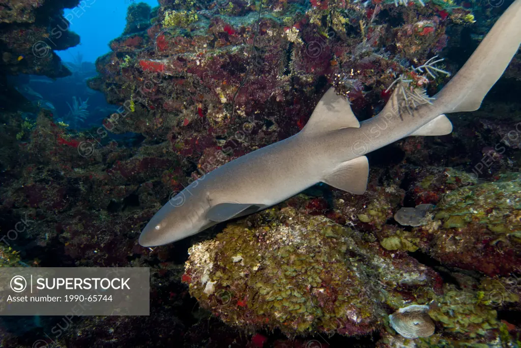 A nurse shark Ginglymostoma cirratum glides along a coral reef in San Pedro, Belize