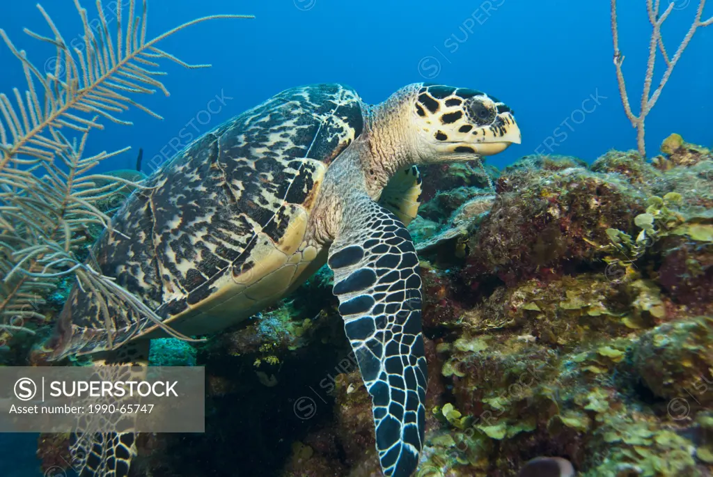 An endangered Hawksbill turtle Eretmochelys imbricata rests on a coral reef near San Pedro, Belize