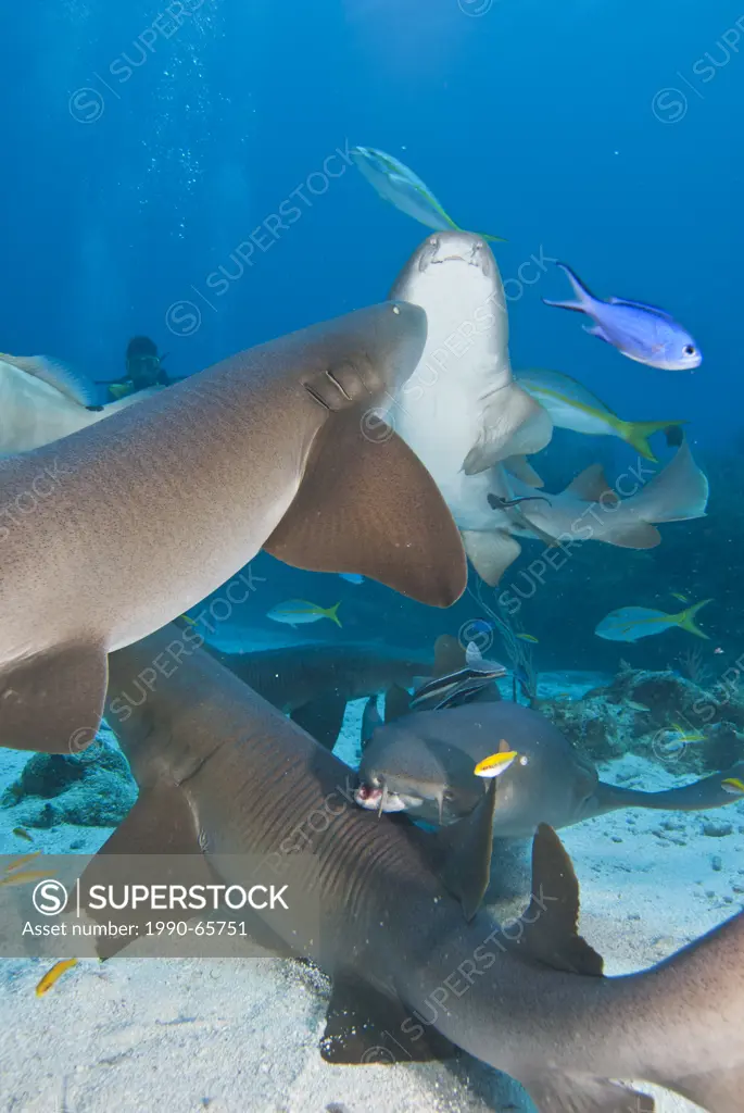 A group of nurse shark Ginglymostoma cirratum gather in search of food in San Pedro, Belize
