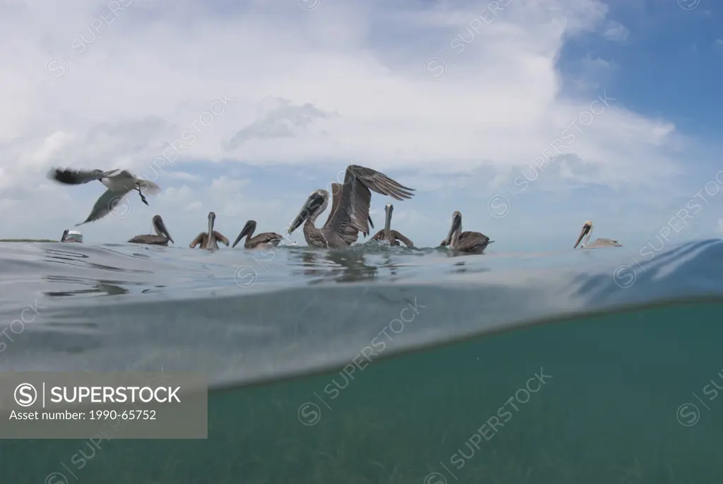 A group of brown pelican Pelecanus occidentalis gather in hopes of a handout. Caye Caulker, Belize