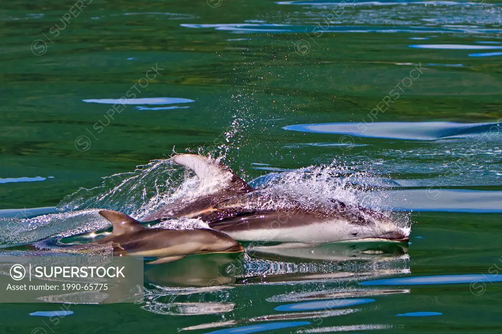 Wild Pacific White Sided Dolphins, mother with baby, travelling with high speed in the waters of Knight Inlet, British Columbia, Canada.
