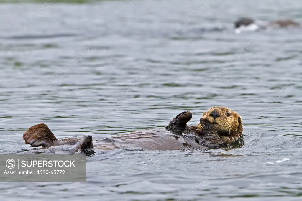 Sea otter, Enhydra lutris, belongs to the weasel family, photographed of the west coast of northern Vancouver Island, British Columbia, Canada.