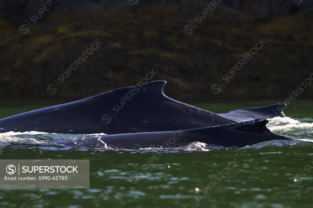 Three humpback whales Megaptera novaengliae travelling close to shore in Knight Inlet, British Columbia, Canada.
