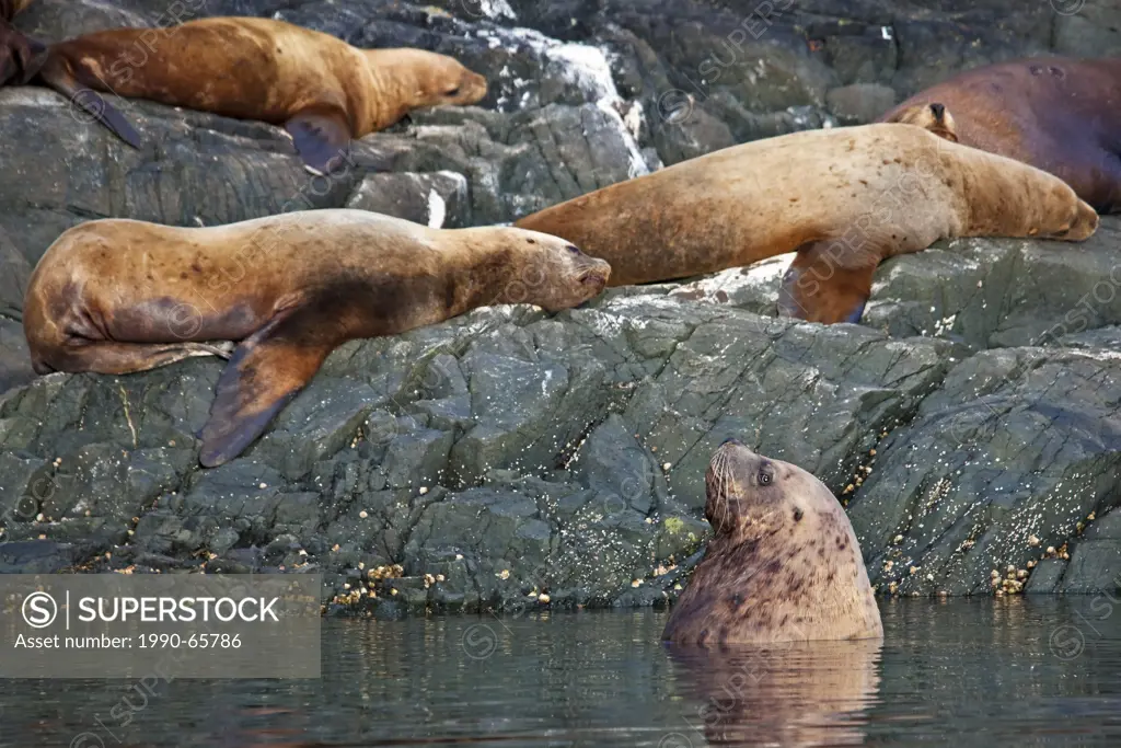 Steller sea lions off Northern Vancouver Island, Vancouver Island, British Columbia, Canada.