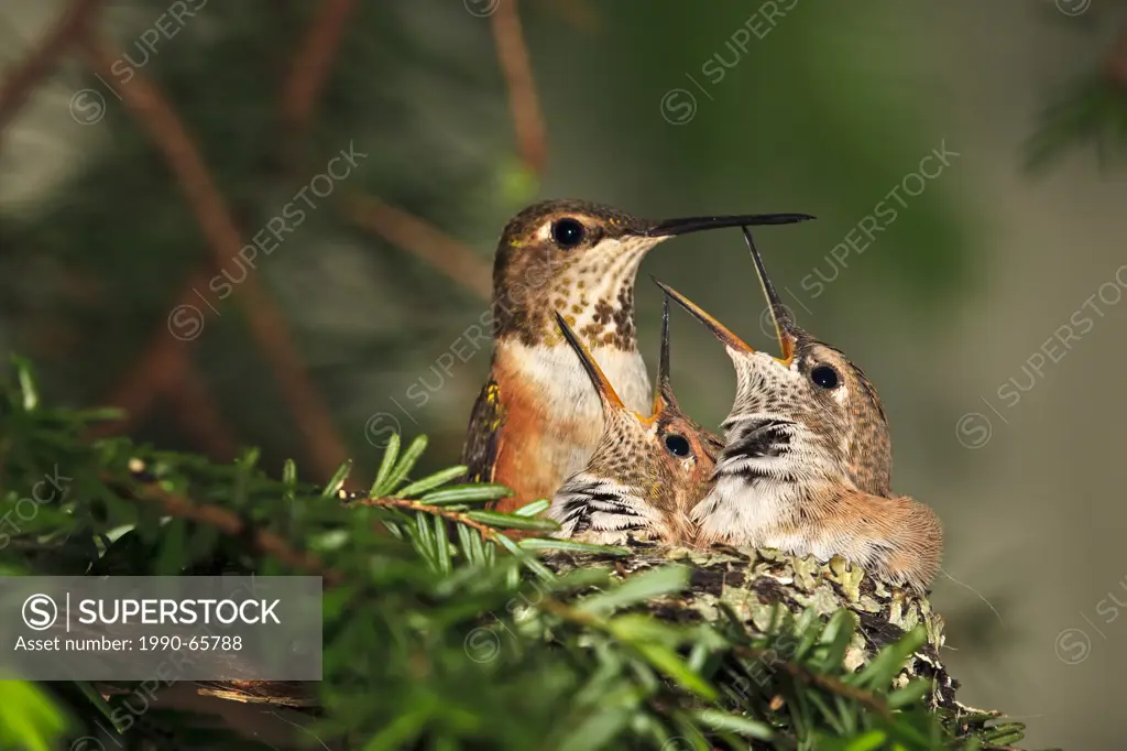 Rufous hummingbird nest with two 14 day old baby chicks, Selasphorus rufus, Northern Vancouver Island, Britih Columbia, Canada.