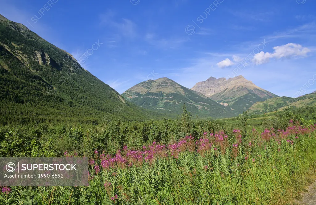 Fireweed in front of mountains in Waterton-Glacier International Peace Park, Alberta, Canada