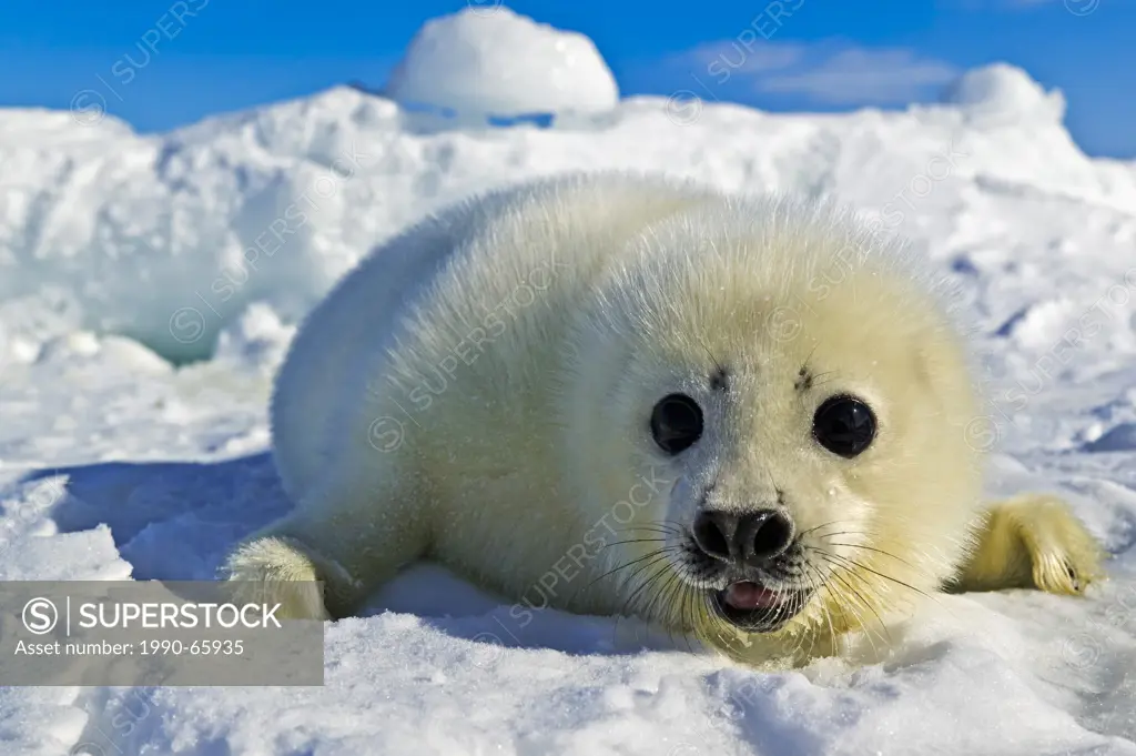 White harp seal baby Saddleback seal, Pagophilus groenlandicus , not older then 12 days, on the ice floe of Gulf of St. Lawrence, of Magdalen Islands,...