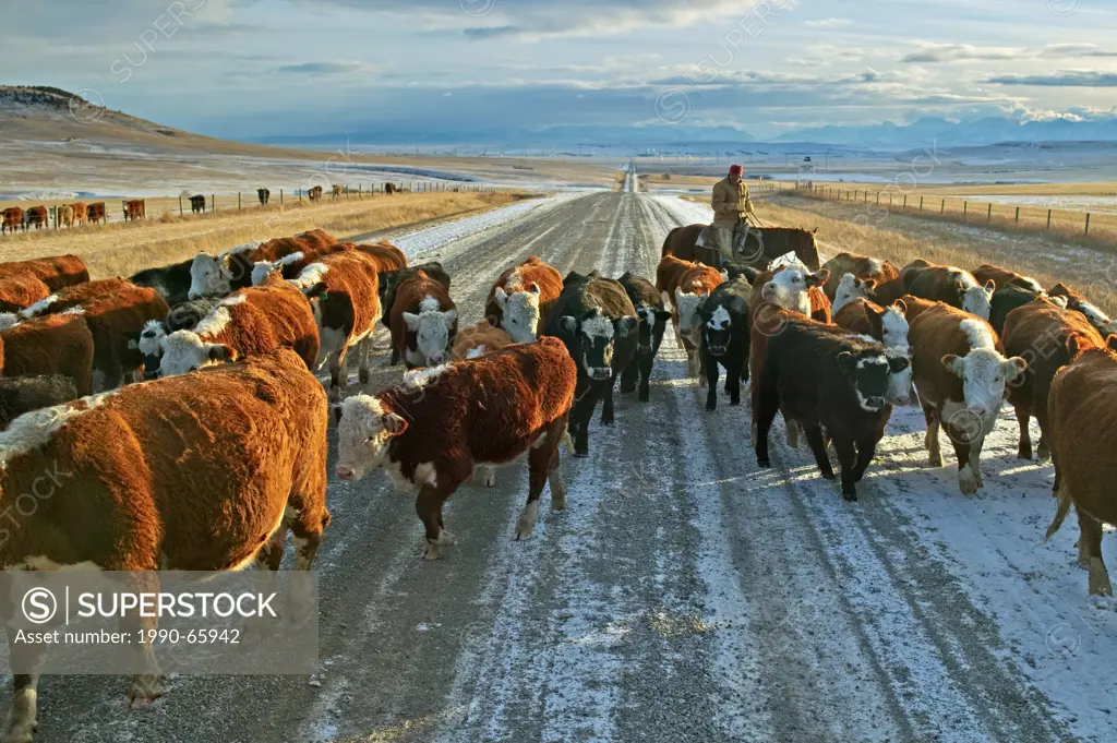 Cattle drive on a gravel road in late winter / early spring along the prairies in southern Alberta, Canada