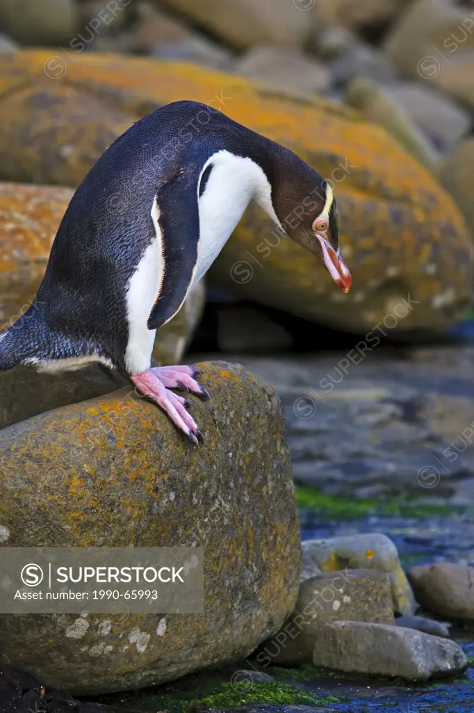 Yellow Eyed Penguin, Megadyptes antipodes in the Catlins Forest at the Petrified Forest at Porpoise Bay and Curio Bay, Southland, South Island, New Ze...