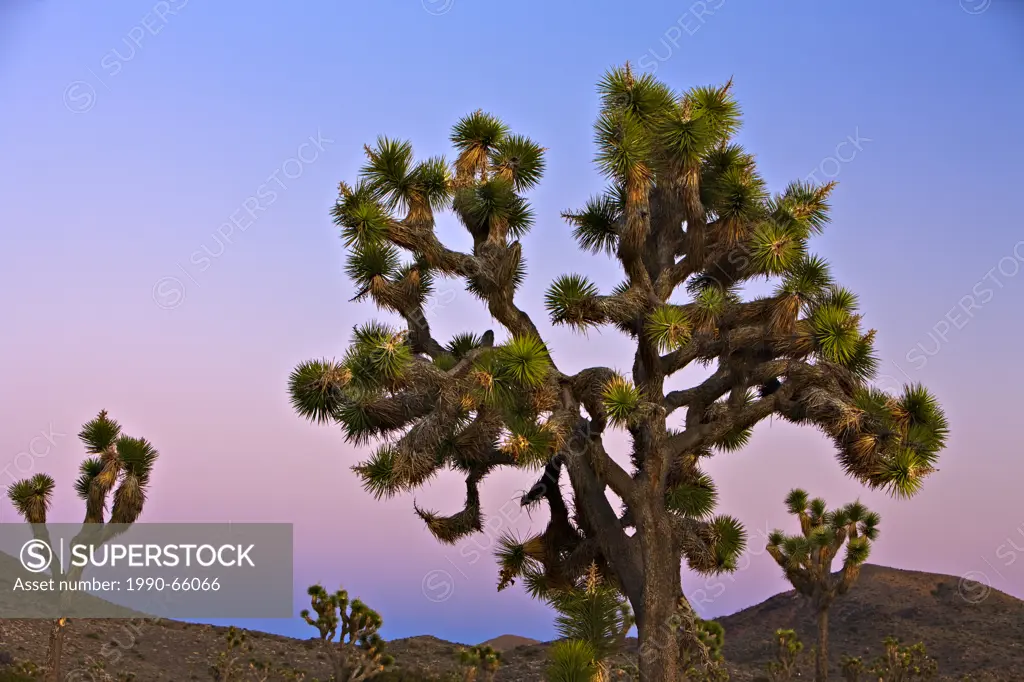 Joshua Tree, Joshua Tree National Park, Mojave Desert, California, USA