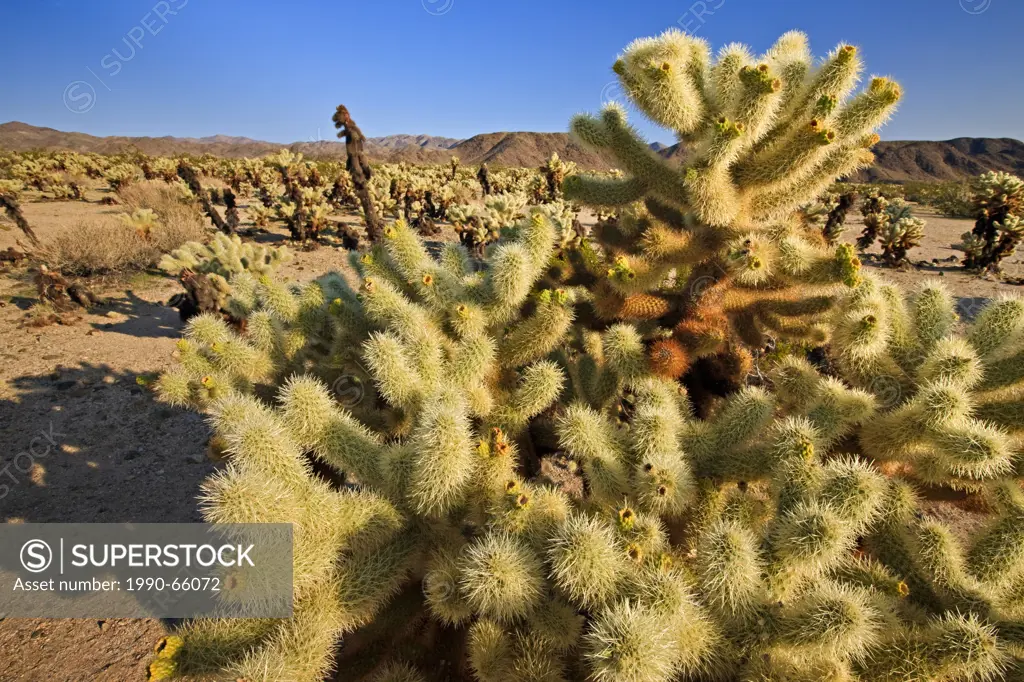Cholla Cactus Garden, Cylindropuntia fulgida , Joshua Tree National Park, Mojave desert, California, USA , Joshua Tree National Park, Mojave desert, C...
