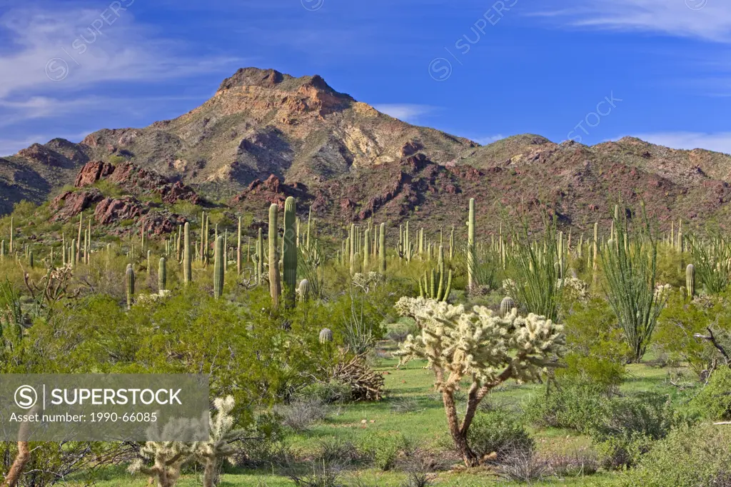 Desert landscape in spring season, Organ Pipe National Monument, Arizona, USA