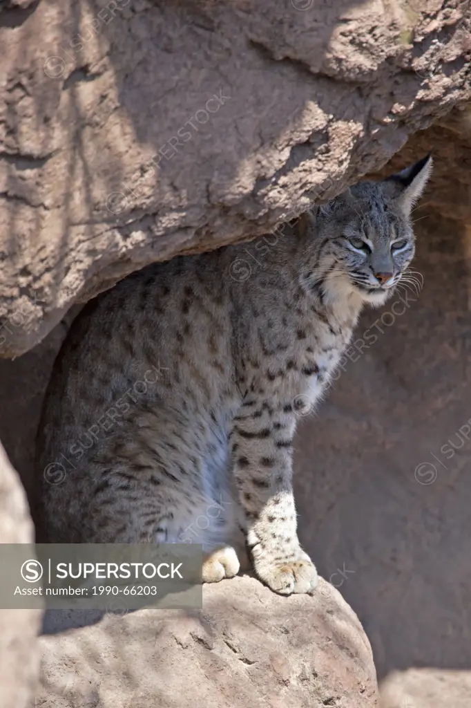Lynx rufus, Arizona_Sonora Desert Museum, Tucson, Arizona, USA