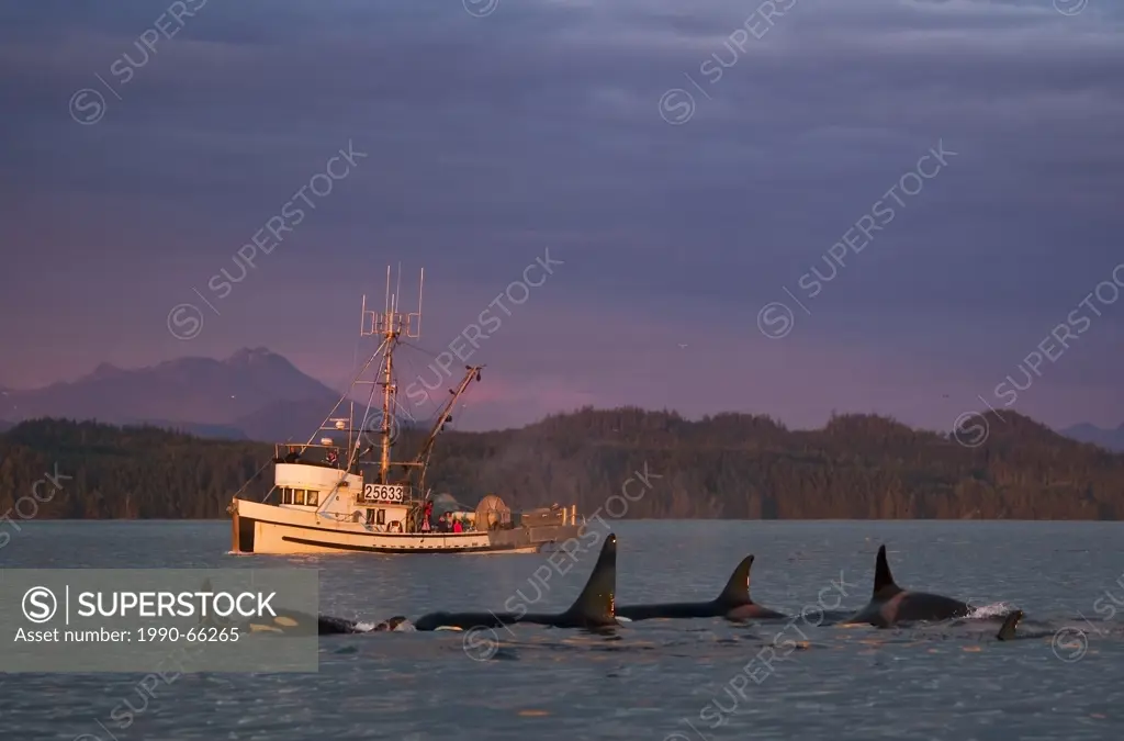 Killer Whales off Northern Vancouver Island, British Columbia, Canada, Orcas at sunset in front of a local fishing boat