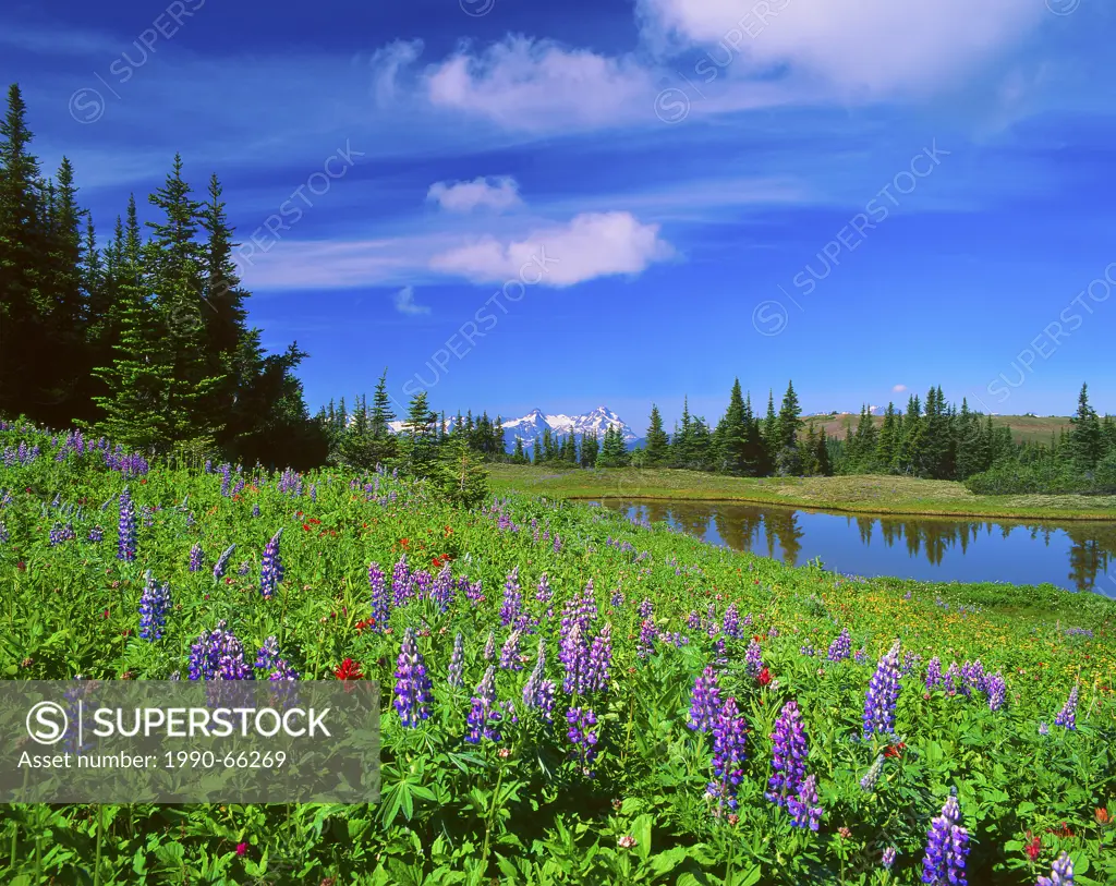 A landscape image of wildflowers Lupens and Indian Paintbrush growing along a shallow pond high in the mountain alpine region near Smithers, British C...