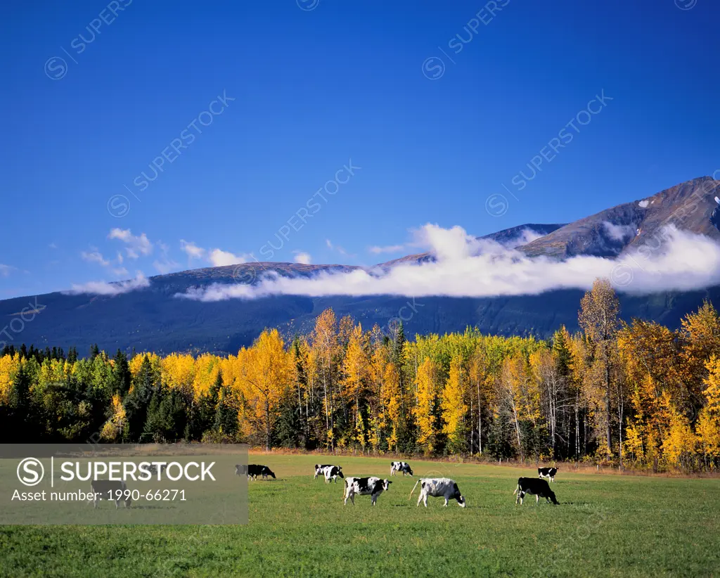This colorful autumn scenic was captured one bright fall day near the town of Smithers in the beautiful Bulkley Valley of British Columbia Canada.