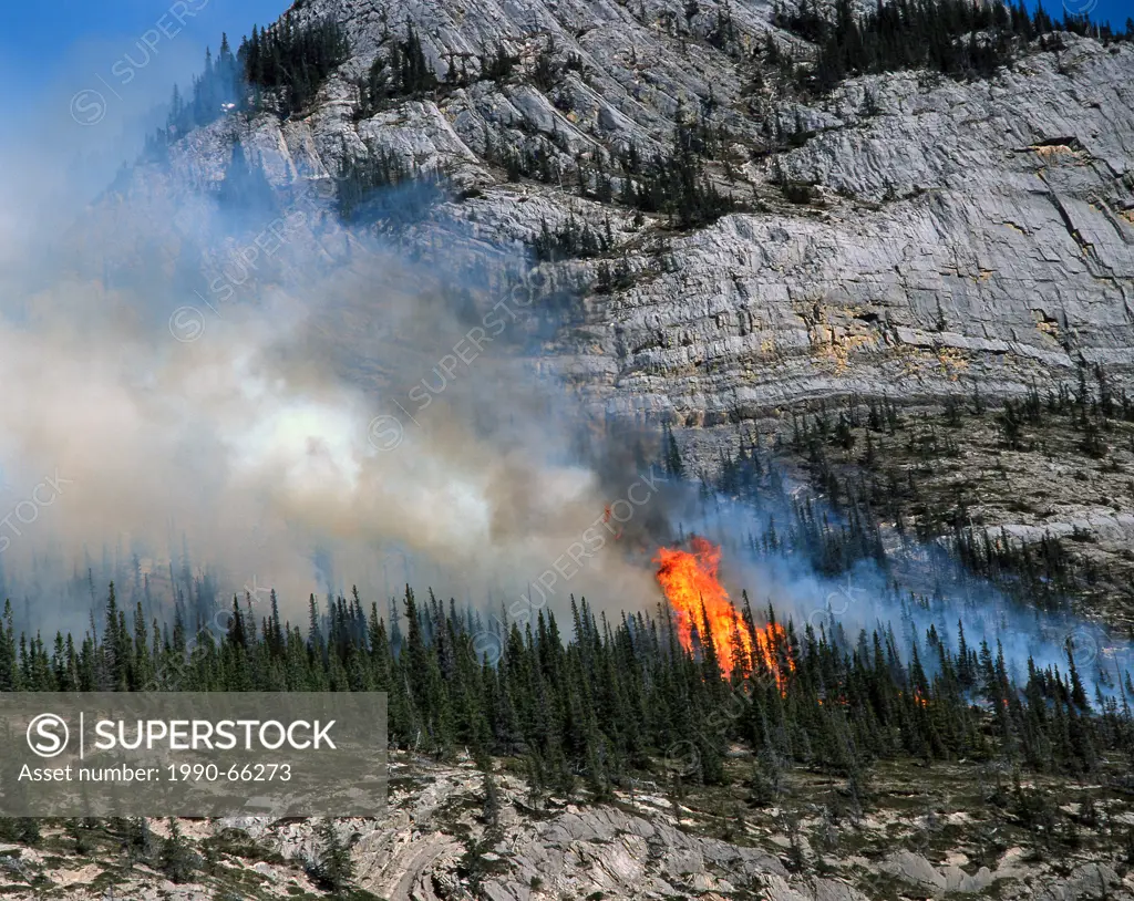 A controled wild fire on a mountain ledge, burning trees and vegetation that grow on the side of a rock cliff in Jasper National Park, British Columbi...