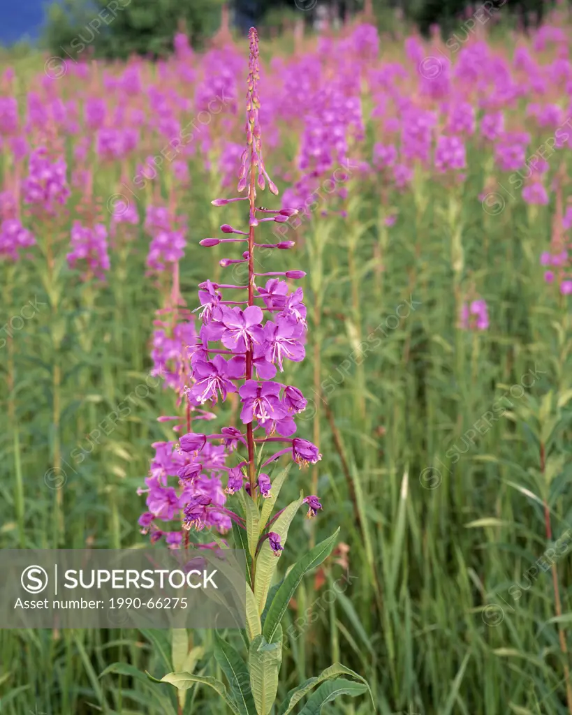 A field of pink Fireweed growing tall in the deep green grass of northern British Columbia, Canada.