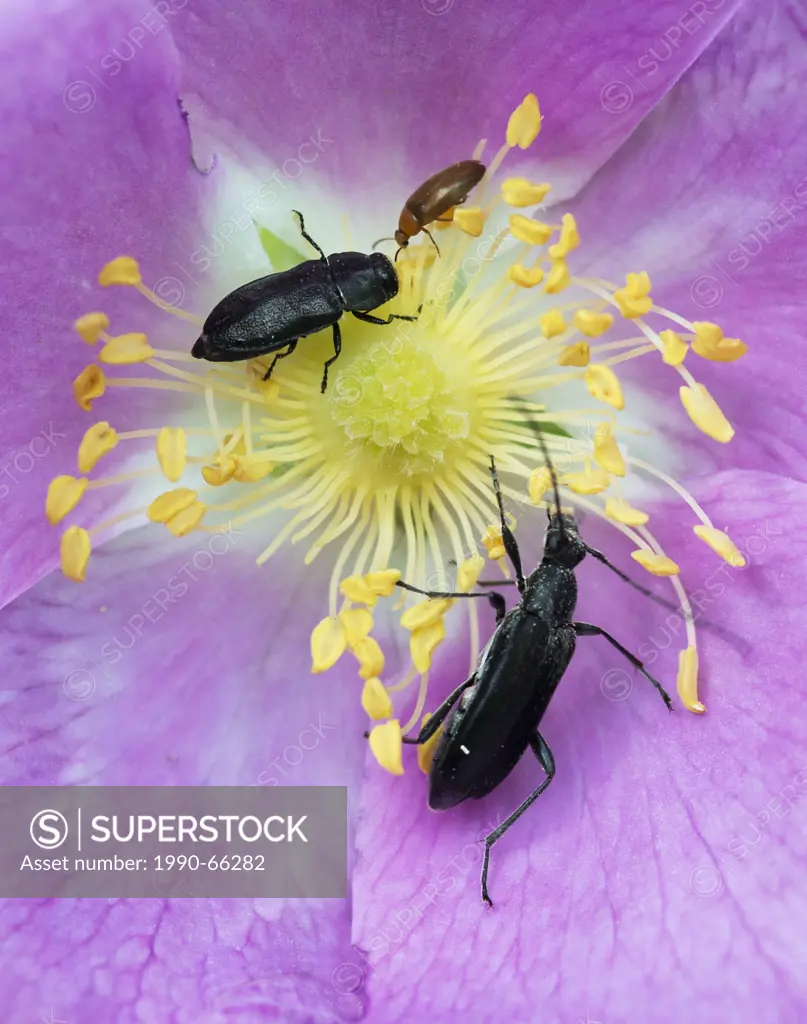 beetles of sub_families Buprestid and Cerambycid feeding on stamens of prickly rose Rosa acicularis flower, Douglas_fir forest . east of Williams Lake...
