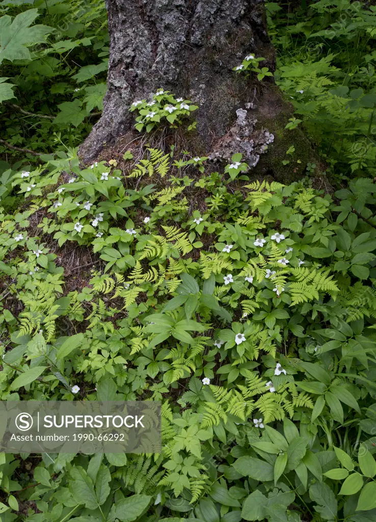 forest floor, oak fern Gymnocarpium dryopteris , bunchberry Cornus canadensis, twistedstalk Streptopus sp.in western redcedar Thuja plicata _ western ...