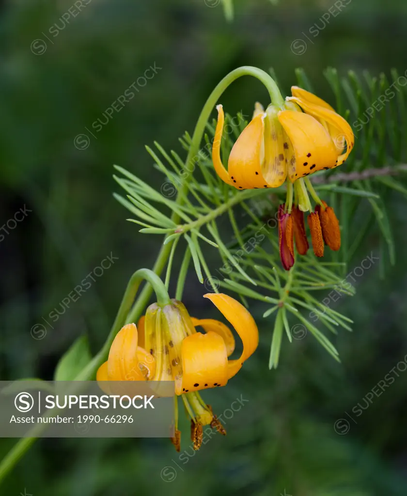 tiger lily Lilium columbianum and new shoot of Douglas_fir Pseudotsuga menziesii , Douglas_fir and white spruce Picea glauca forest, 150 Mile House, C...
