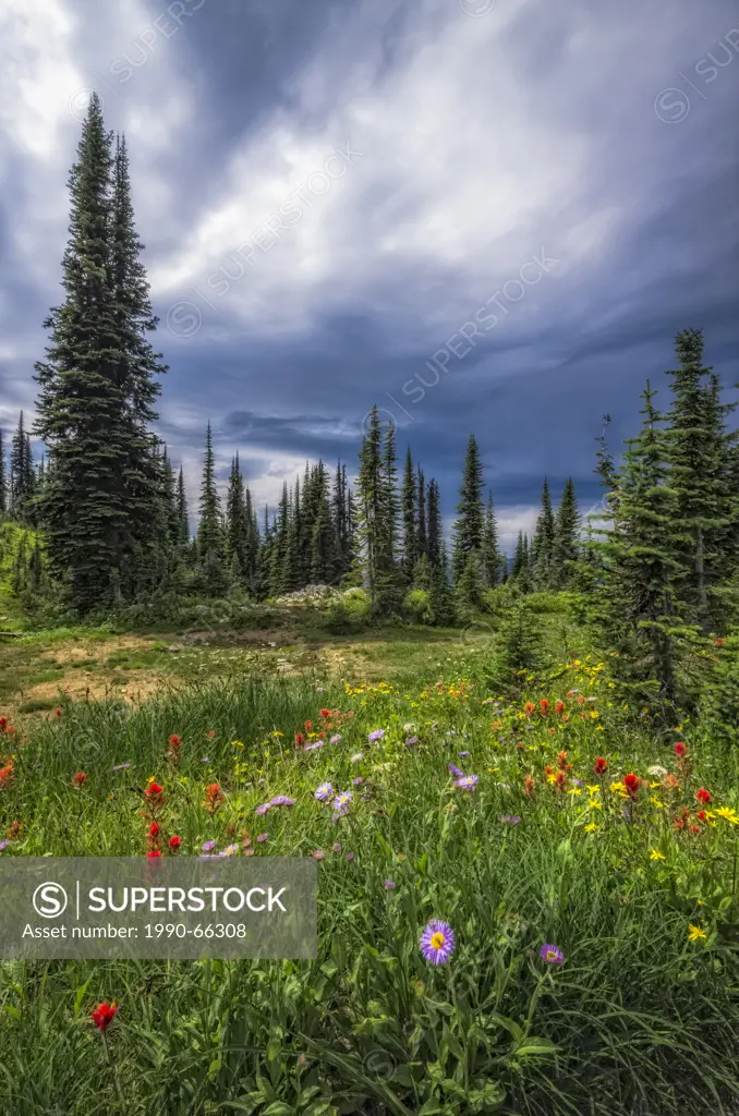 Wildflowers and dramatic sky on top of Mount Revelstoke National Park in Revelstoke, British Columbia, Canada.