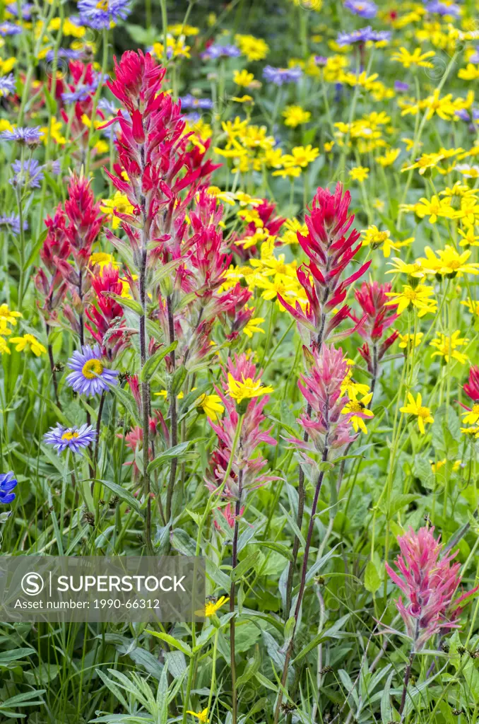 Wildflowers on top of Mount Revelstoke National Park, Revelstoke, British Columbia. Mountain Arnica Arnica latifolia, Mountain Daisy Erigeron peregrin...
