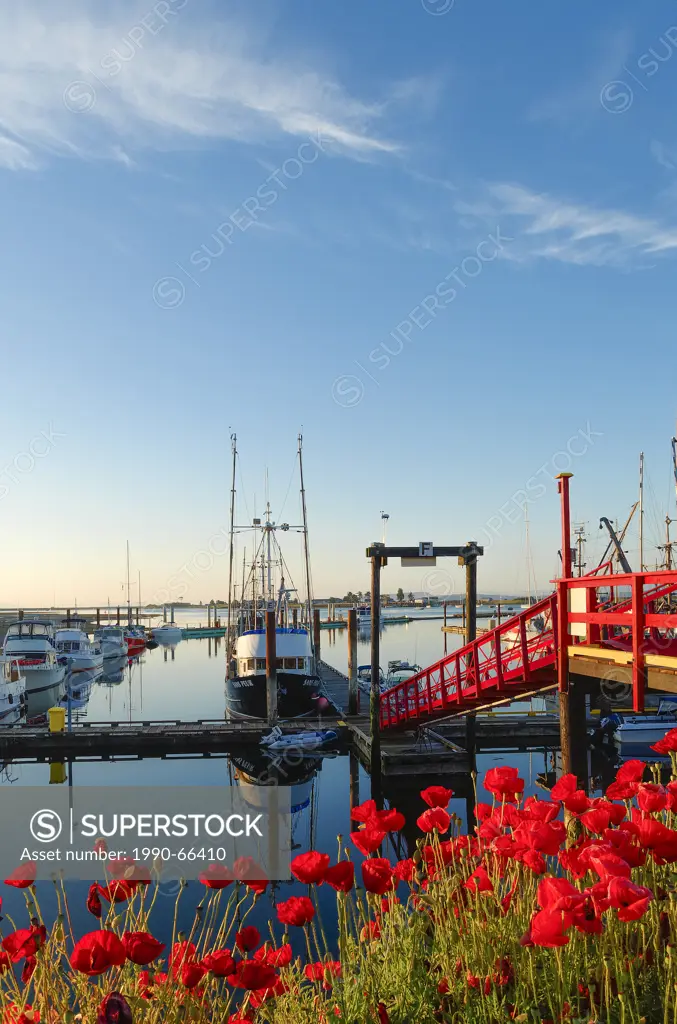 Red poppies at Fisherman´s wharf, Comox, Vancouver Island, British Columbia, Canada