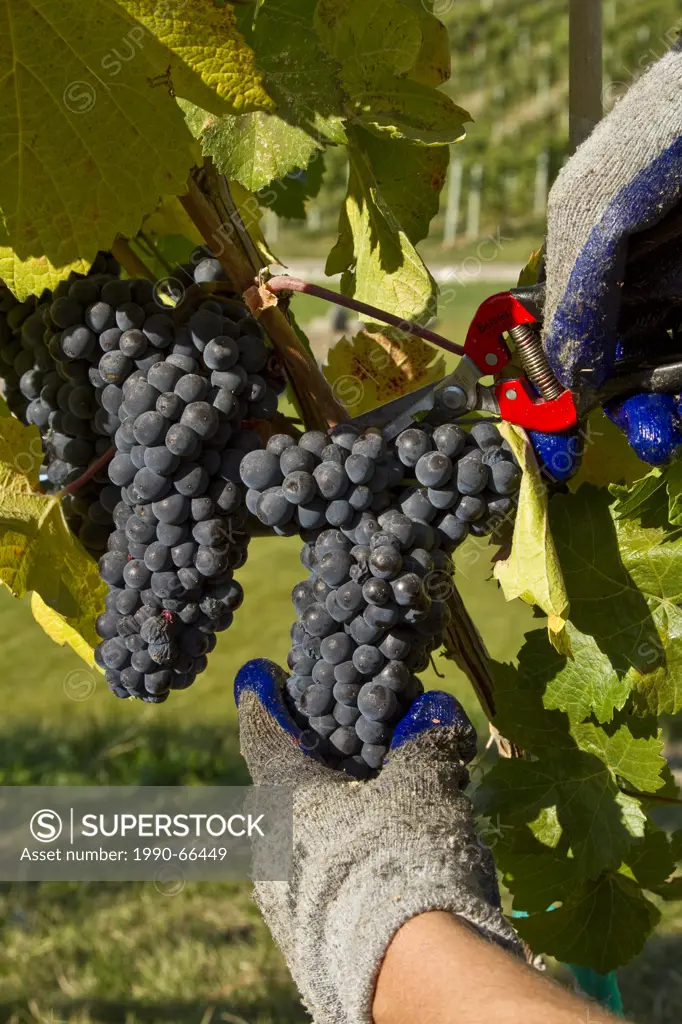 Harvesting ripe pinot noir grapes at Meyer Family Vineyards, Okanagan Falls, BC, Canada.